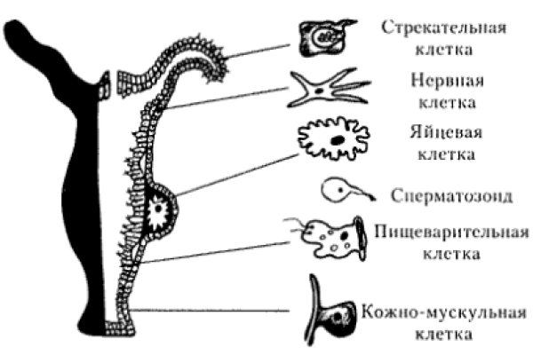 Кракен нарко